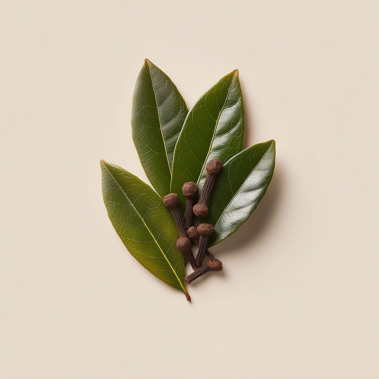 clove leaf