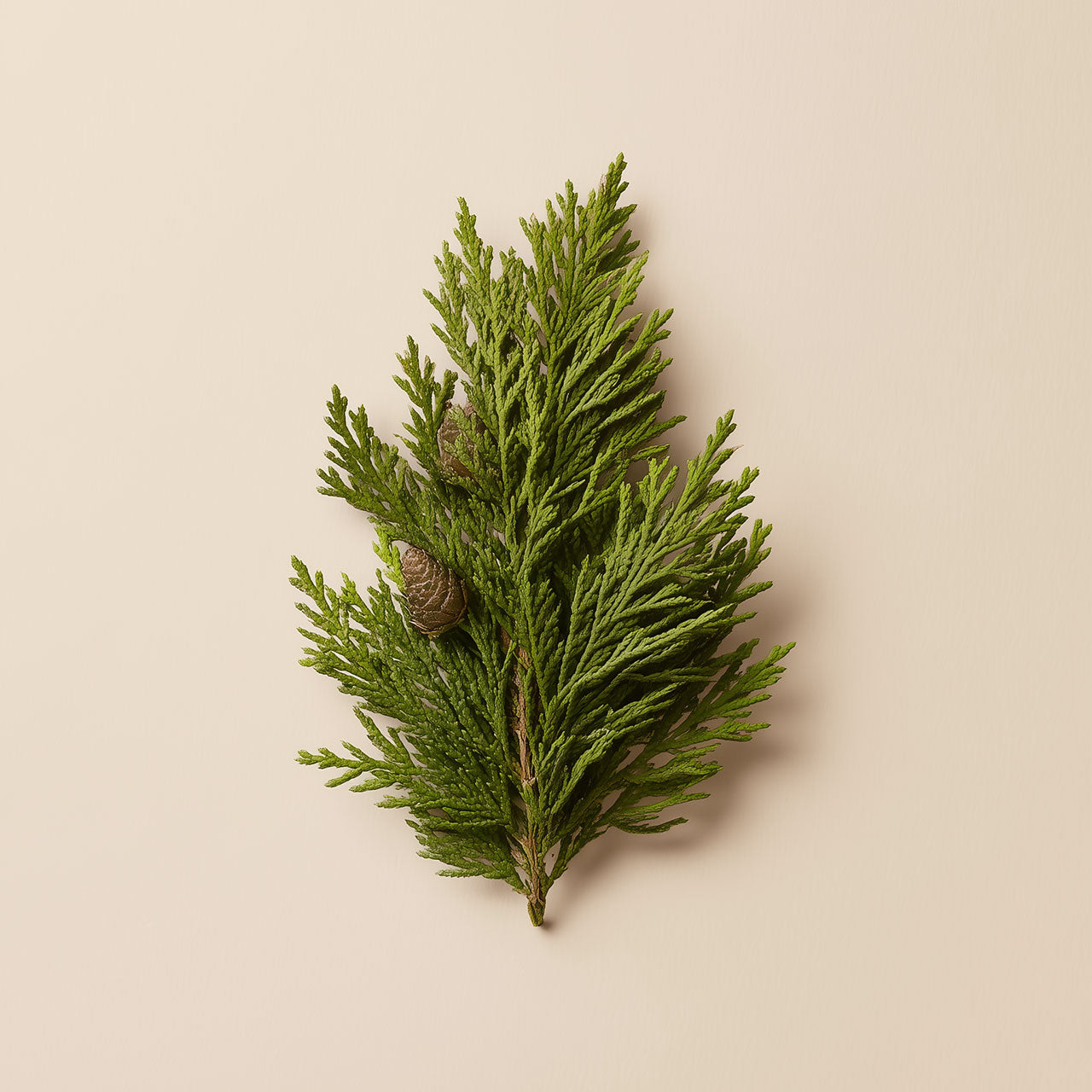 cypress