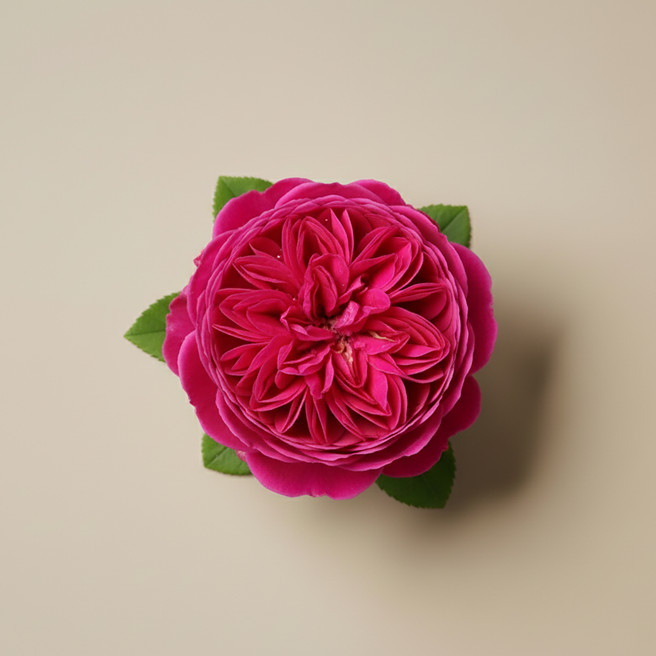 damascene rose