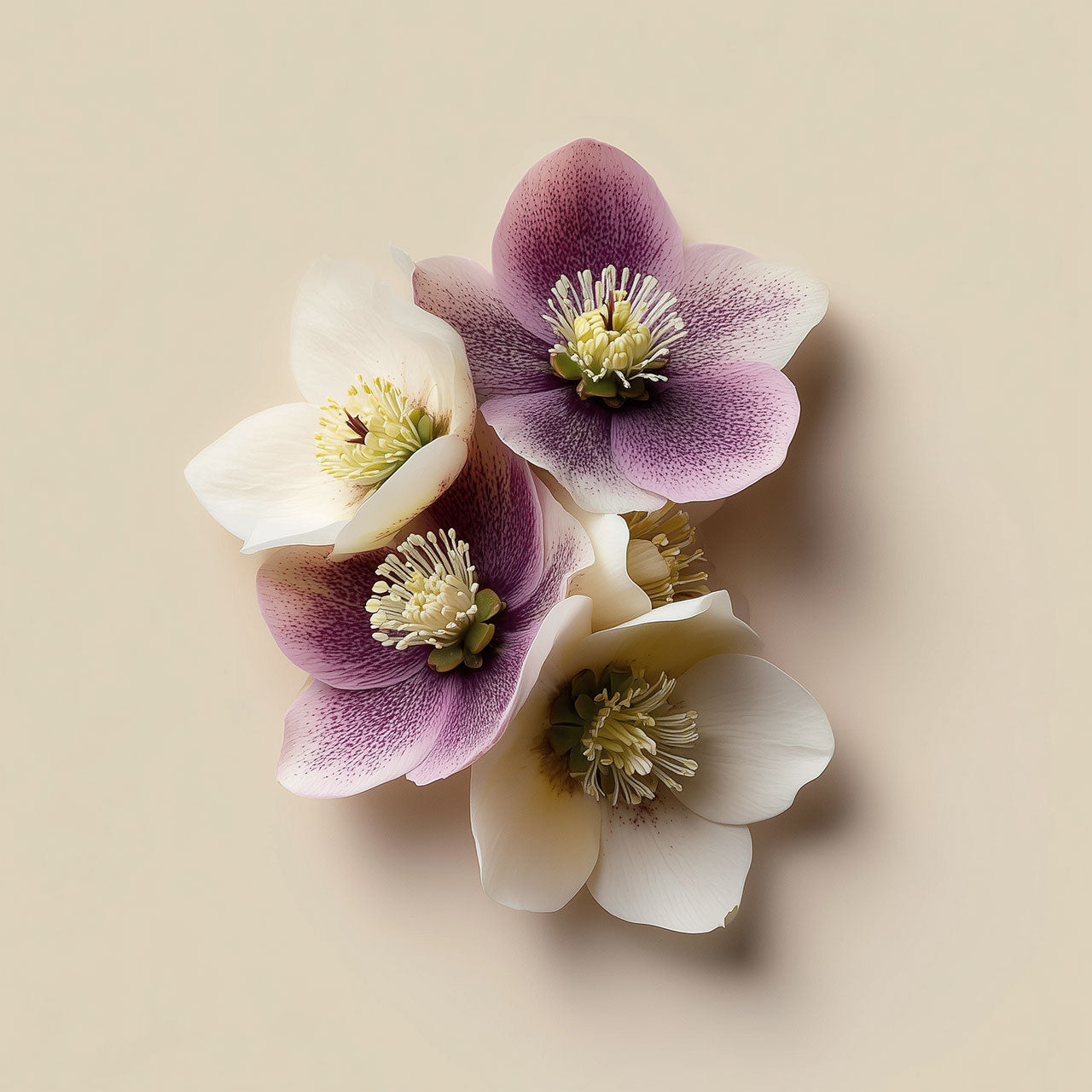 hellebore