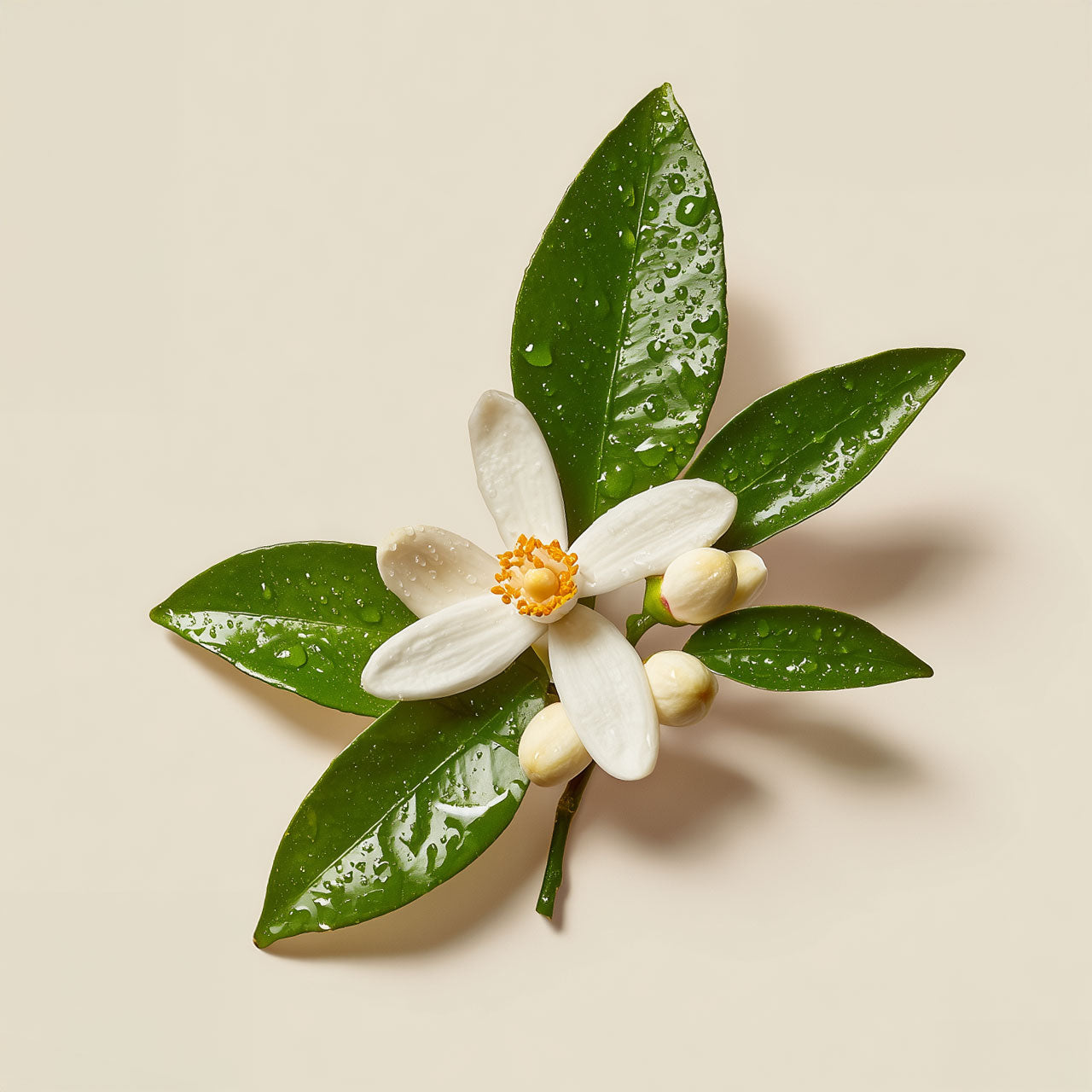 neroli