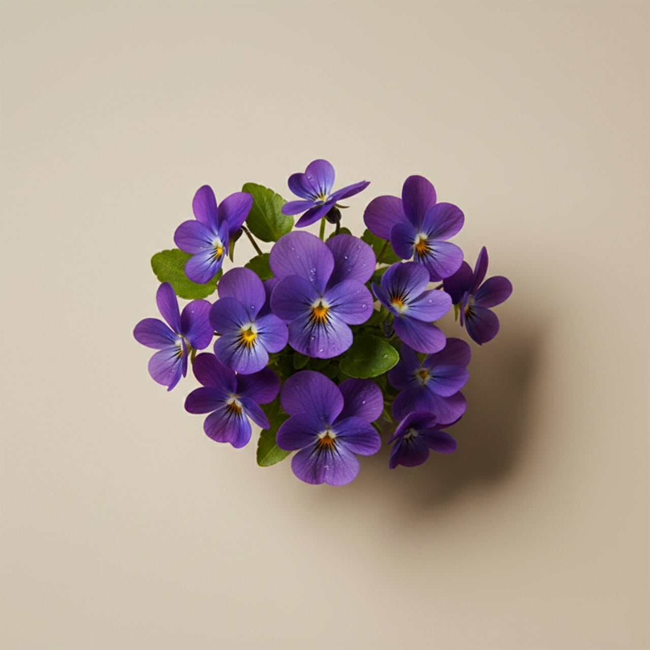 violet